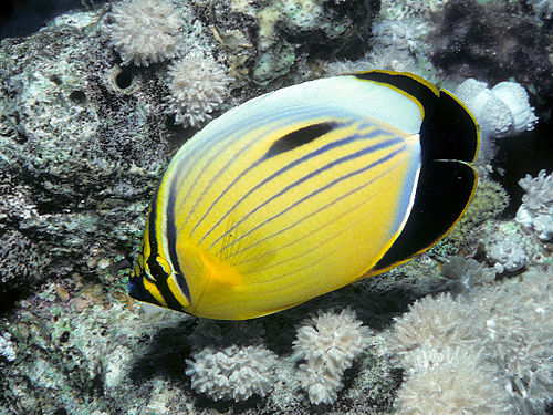 Blacktail butterflyfish